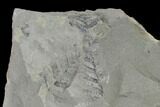 Pennsylvanian Fossil Fern (Neuropteris) Plate - Kentucky #158865-1